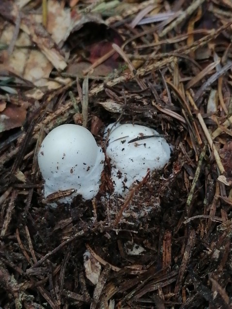 Amanita virosa