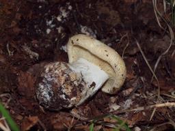 Leucopaxillus tricolor