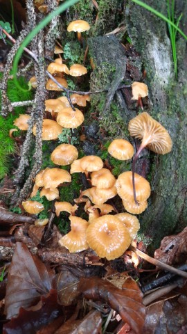 Xeromphalina campanella