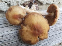 Psathyrella spadiceogrisea