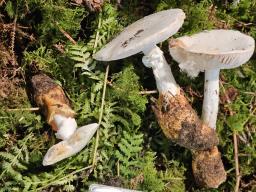 Amanita proxima