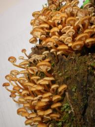 Xeromphalina campanella