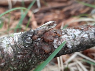 Exidia saccharina