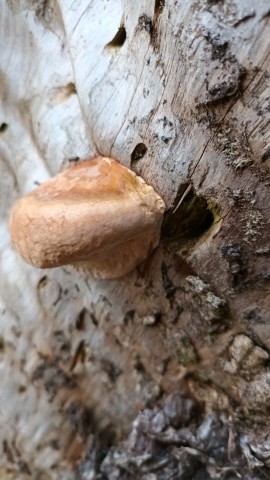 Fomitopsis pinicola