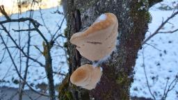 Phellinus pomaceus