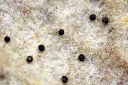 Phyllactinia guttata