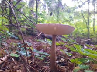 Amanita battarrae