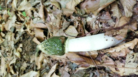 Phallus impudicus