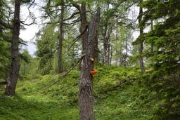 Laetiporus montanus