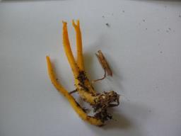 Calocera viscosa