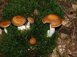 Cortinarius triformis