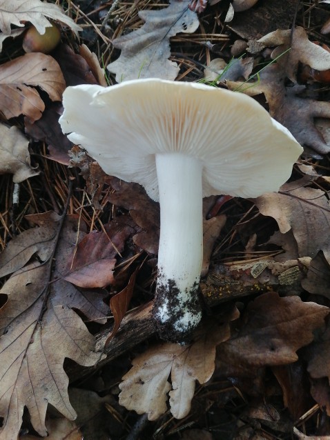 Tricholoma columbetta