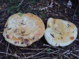 Lactarius intermedius