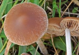 Psathyrella clivensis