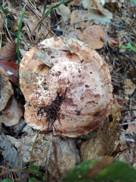 Tricholoma colossus