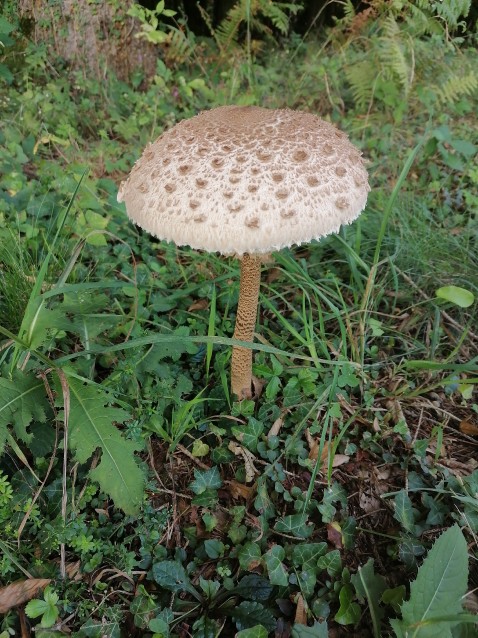 Macrolepiota procera