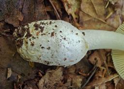 Amanita huijsmanii