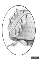 Orthotomicus laricis