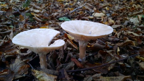 Infundibulicybe geotropa