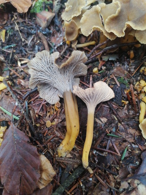 Craterellus tubaeformis