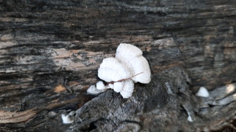 Schizophyllum commune