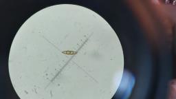 Lophiostoma viridarium