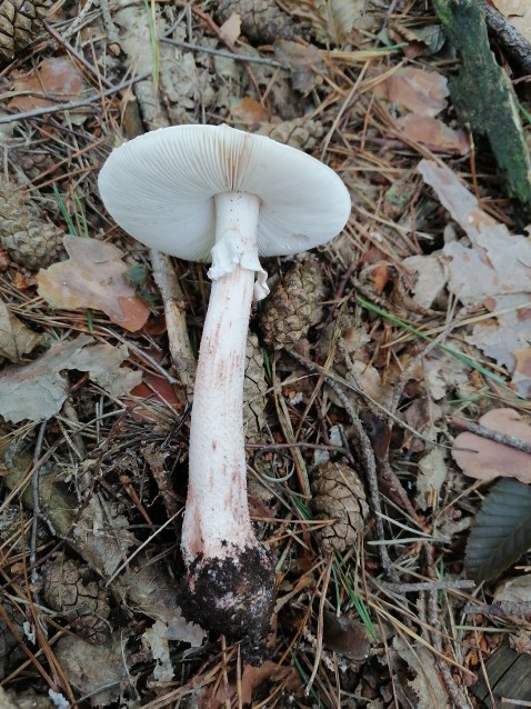 Amanita rubescens