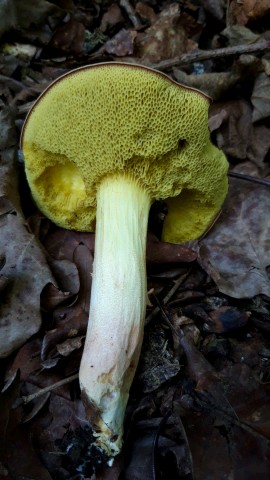 Xerocomus coniferarum