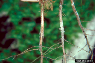 Fusarium circinatum