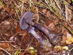 Cortinarius violaceus