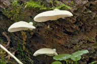 Crepidotus mollis