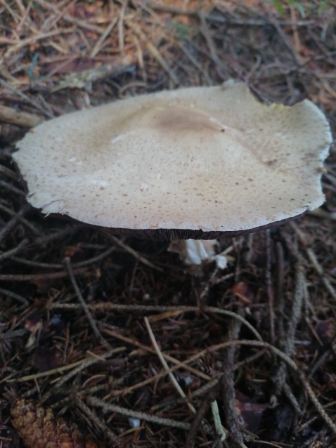 Agaricus augustus