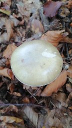 Amanita phalloides