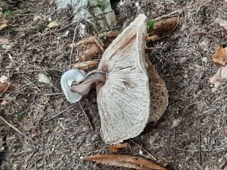 Macrolepiota procera