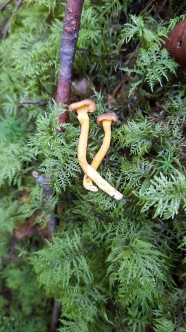 Craterellus tubaeformis