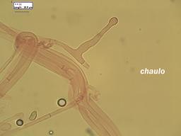 Galerina graminea