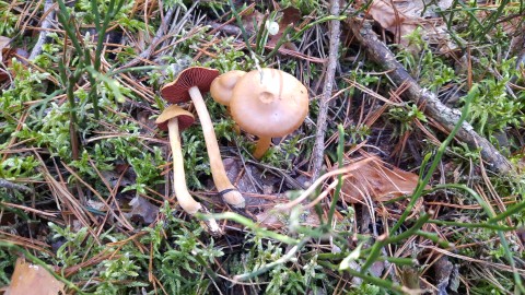 Cortinarius semisanguineus