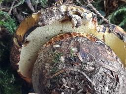 Neoboletus erythropus