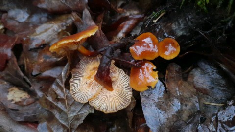 Flammulina velutipes