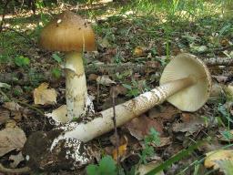 Amanita spadicea