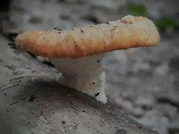 Polyporus tuberaster