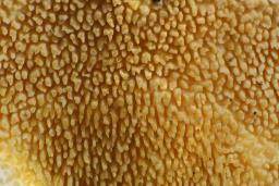 Steccherinum bourdotii