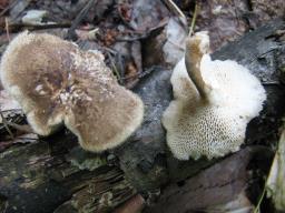 Lentinus arcularius