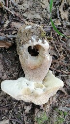 Boletus reticulatus