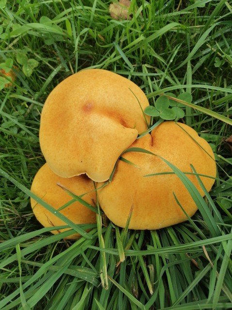 Phaeolepiota aurea