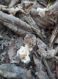 Morchella vulgaris