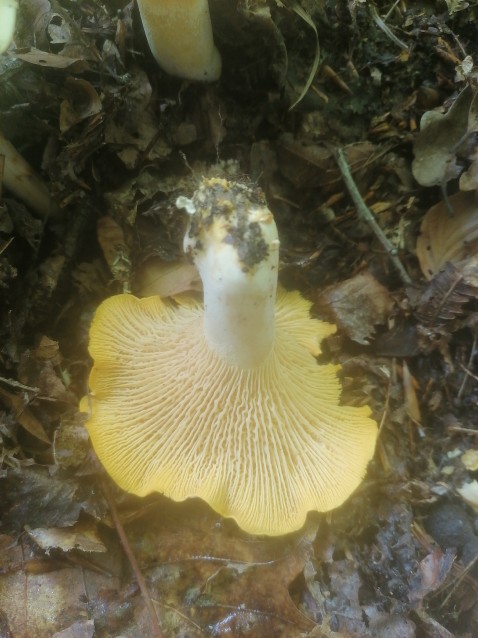 Cantharellus cibarius