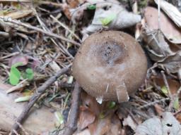 Pluteus cervinus