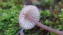 Mycena purpureofusca