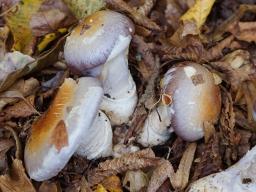 Cortinarius praestans